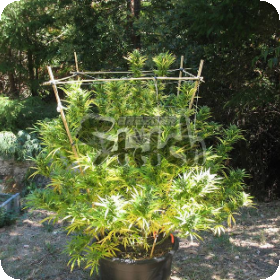 Octopussy SuperAuto Feminised Seeds Octopussy SuperAuto Feminised Seeds